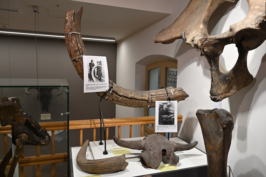 szczątki zwierząt - ekspozycja muzealna